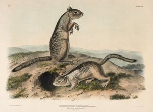 Spermofilo di Douglass (Spermophillus Douglassii) da John James Audubon